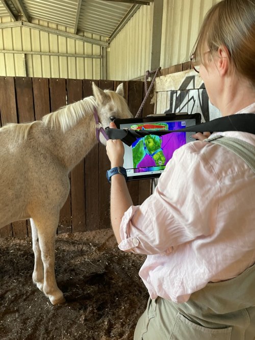 Equine Thermal Imaging