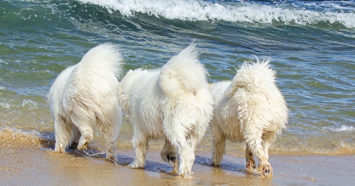 Image showcasing Dog Anal Glands: How to help your Dog | Canine Body Balance
