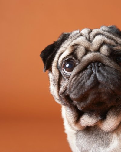 Brachycephalic Dog Breeds and their Health