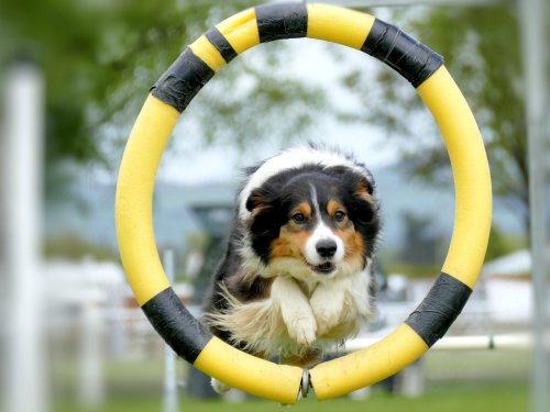 flexibility training for agility dogs