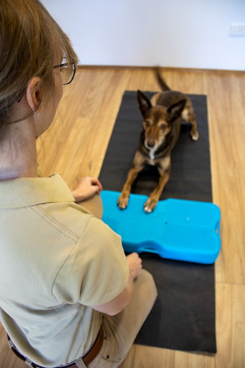 Static stretching for canine athletes