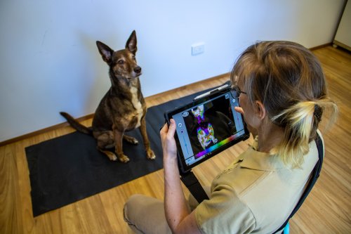Thermal imaging for canine athletes
