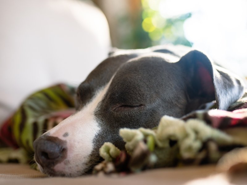 Building Canine Athletes: Rest and Recovery