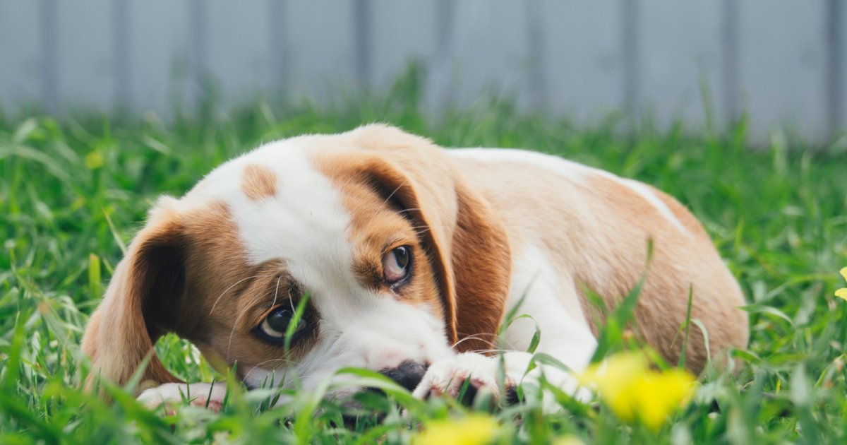 Picture of Canine Anxiety: Anxiety in Dogs | Canine Body Balance