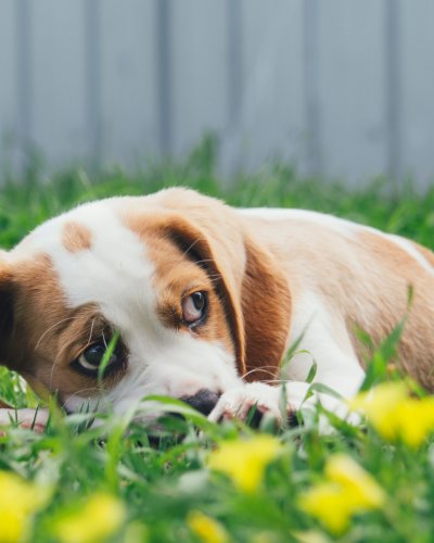 Canine Anxiety: Anxiety in Dogs