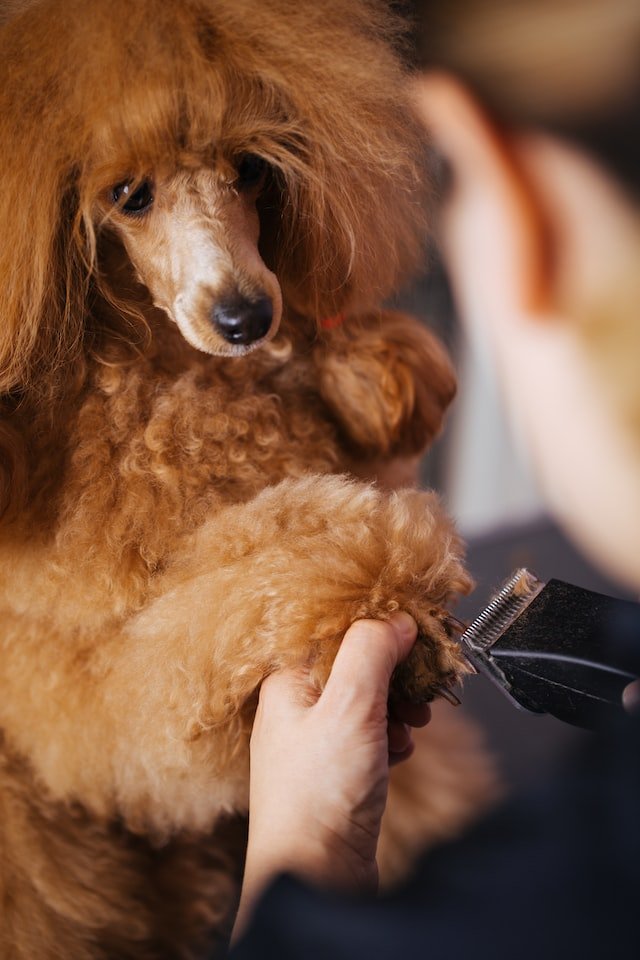 Dog grooming trusting