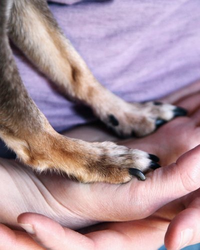 Canine Cooperative Care and how to gain your Pets Trust