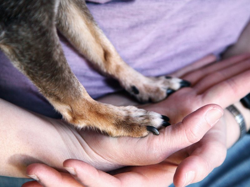 Canine Cooperative Care and how to gain your Pets Trust