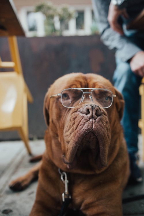 old dog wearing glasses