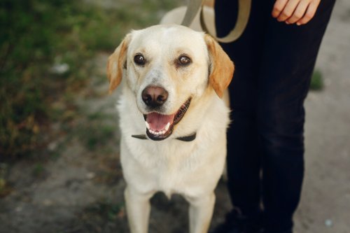 labrador