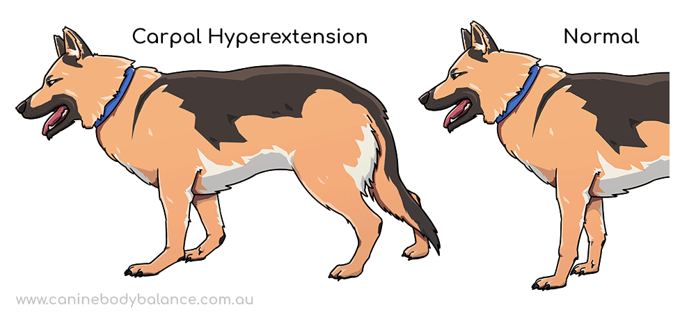Dog Carpal Hyperextension