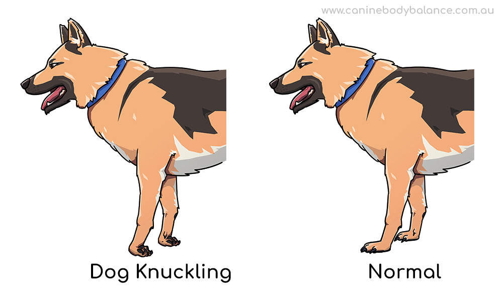 Dog Knuckling