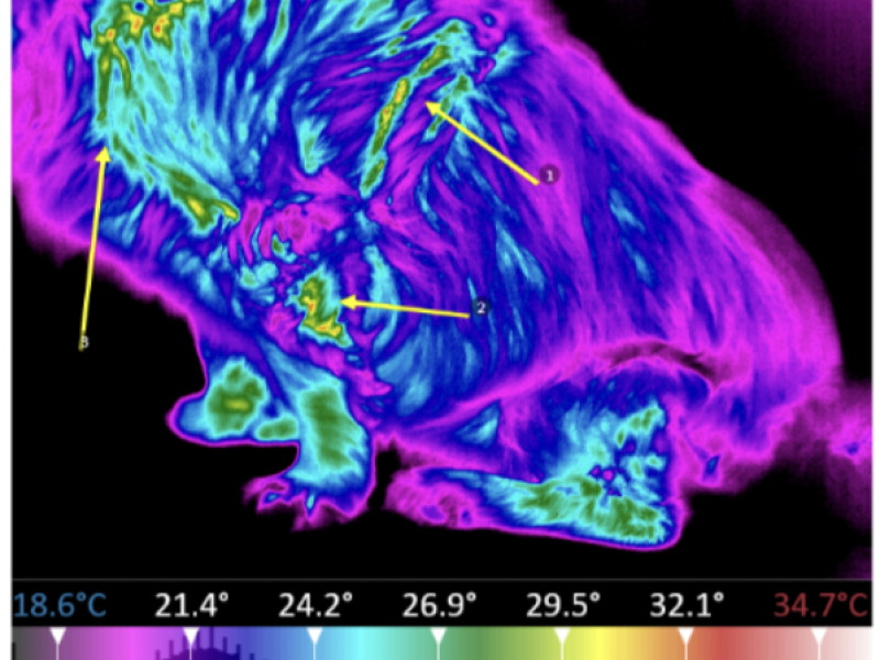 Case study: Thermography used to identify inflammation from a harness injury