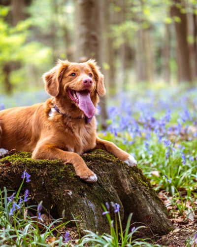 Complementary and Alternative Treatments for Dogs