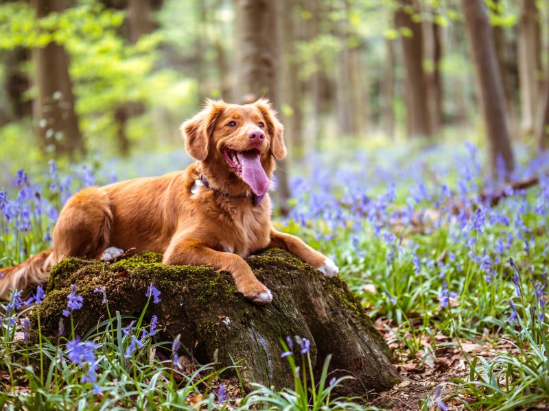 Complementary and Alternative Treatments for Dogs