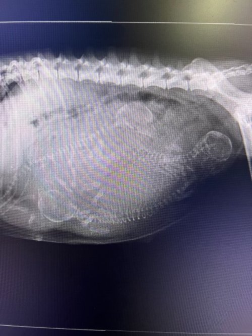 Pregnancy X-ray showing puppies