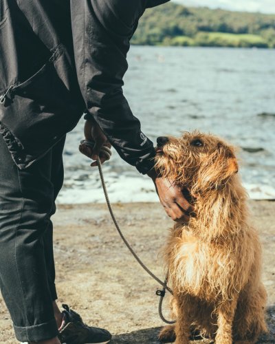 Gaining Consent; is it ok to pat your dog?