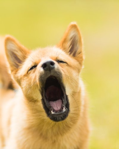 Why Dogs Bark and Problematic Excessive Barking