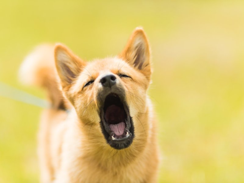 Why Dogs Bark and Problematic Excessive Barking