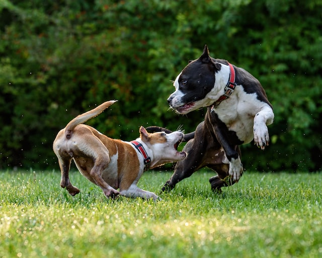 Dog Playing and Barking