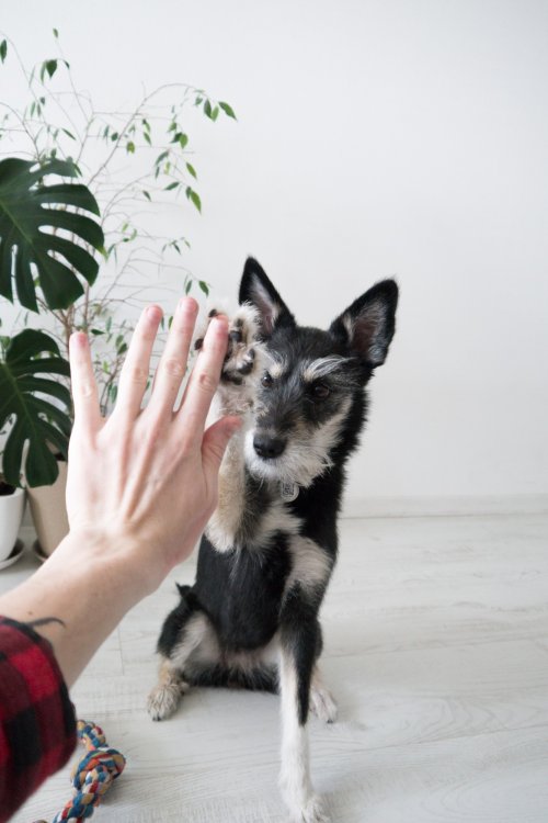 dog high five