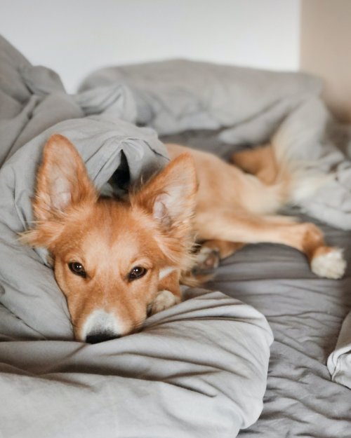 Dog on bed