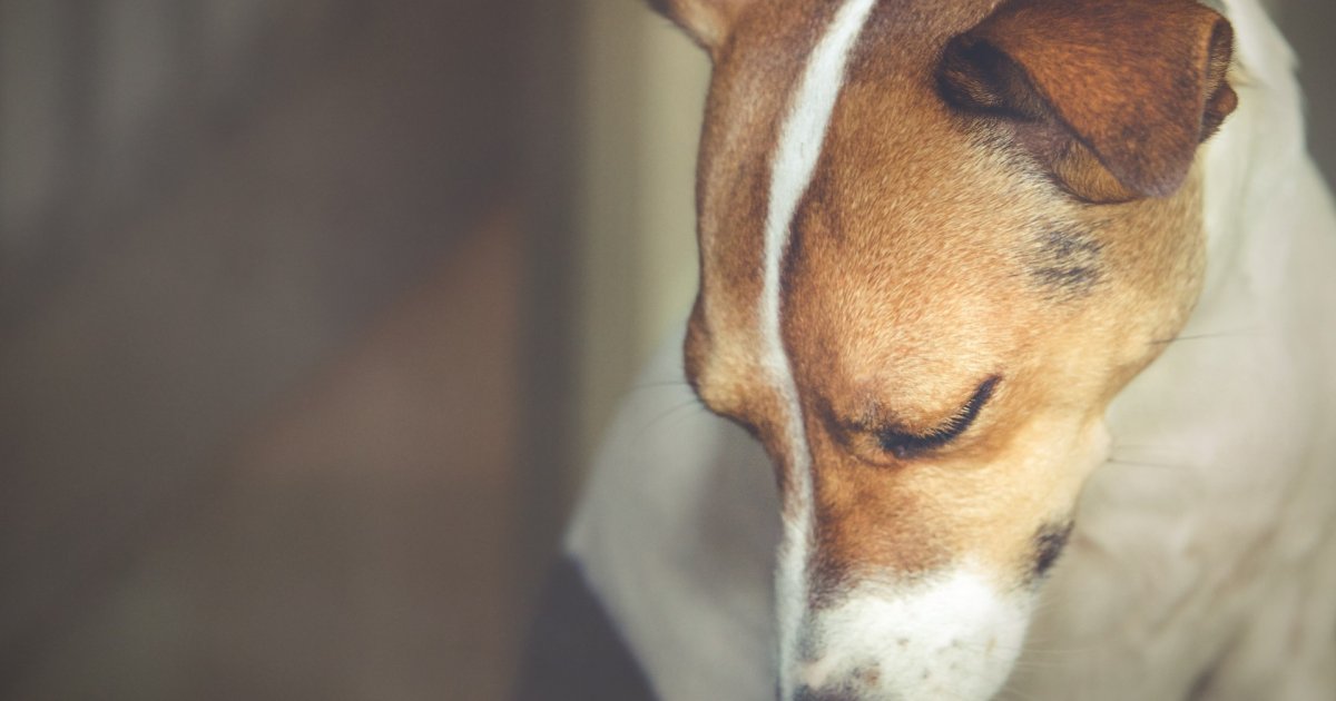 Is My Dog In Pain? What to look for and what to do Canine Body Balance