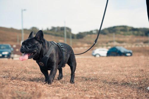 overweight dog getting exercise