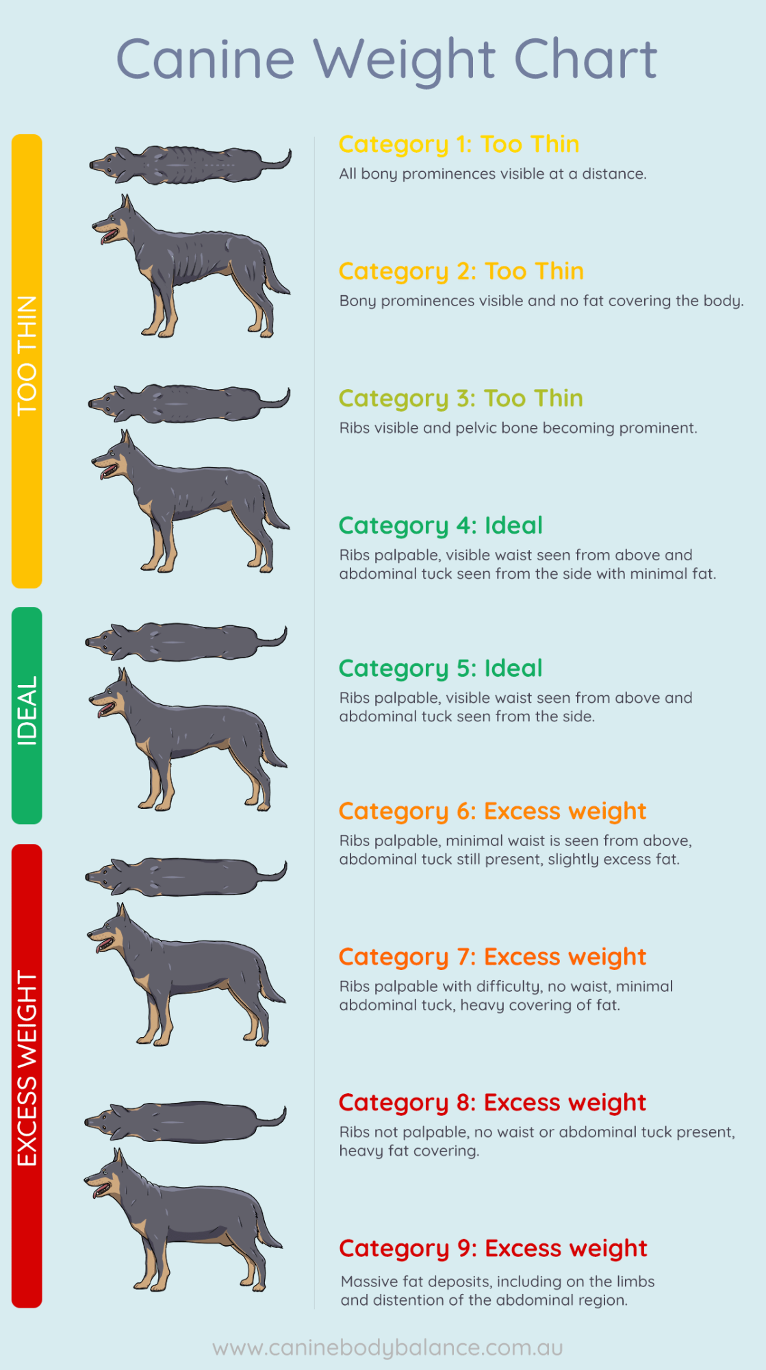 Dog Growth Chart