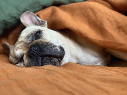 dog doesn't want to get out of bed