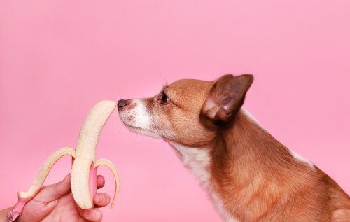 dog sniffing a banana