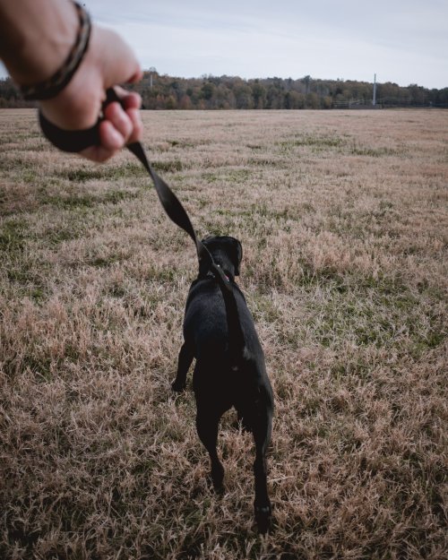 dog pulling on lead