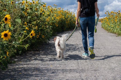 loose lead walking with dog in sunflower field