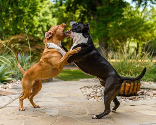 Natural aggressive canine behaviour
