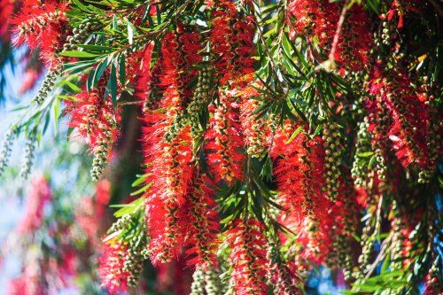 bottle brush pollen causes itchiness