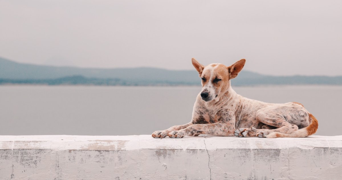 Why is my dog so itchy? Help with your dogs itchy skin Canine Body