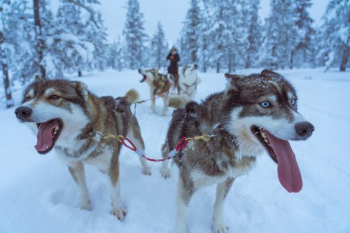 Fit sled dogs