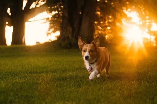 Dog training on grass