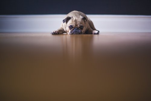 Dog on slippery surface