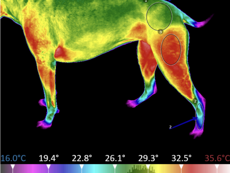 Thermal Imaging in Canine Osteopathy