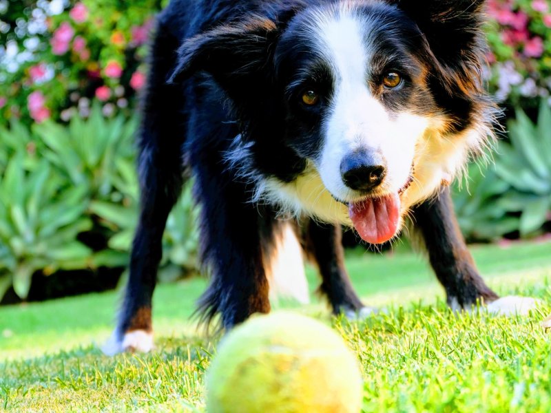 Webinar: Thermal Imaging in Canine Sports - Improving Welfare