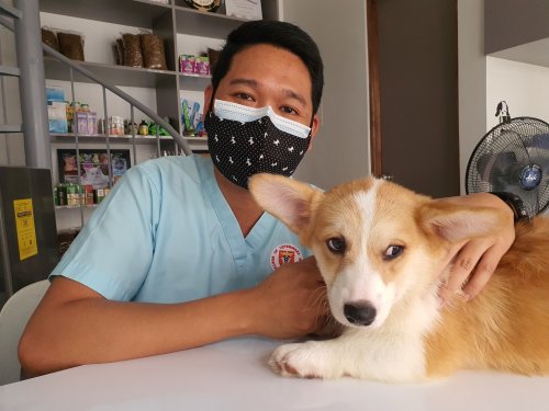 dog and vet