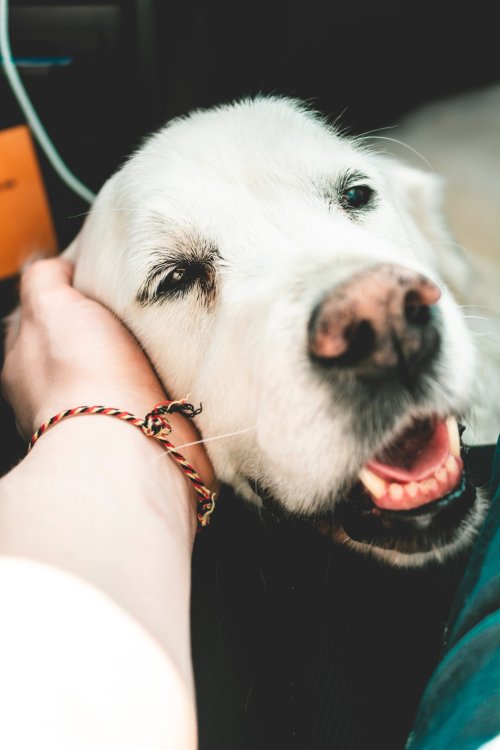 Therapy for senior dogs