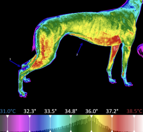 Greyhound themal imaging