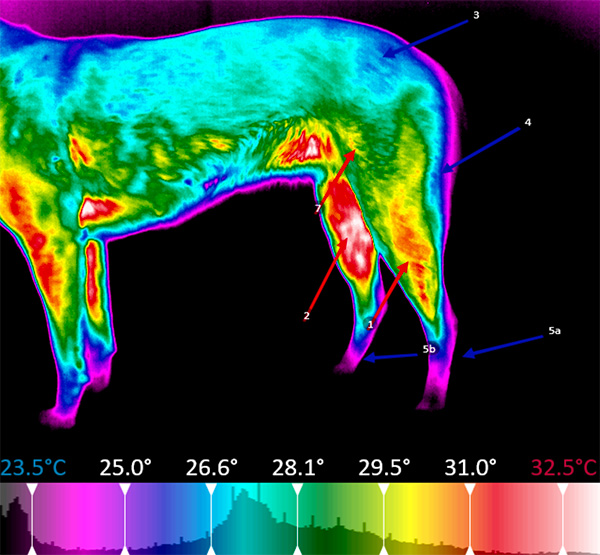 Veterinarian Thermography / Thermal Imaging | Canine Body Balance