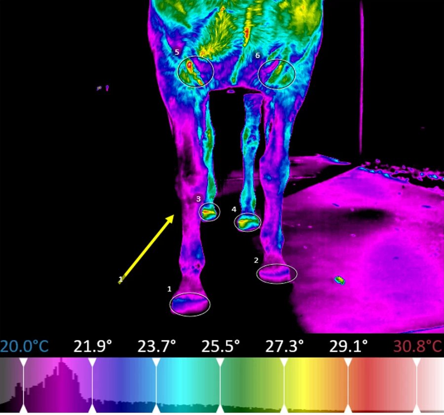 Horse Thermal Imaging