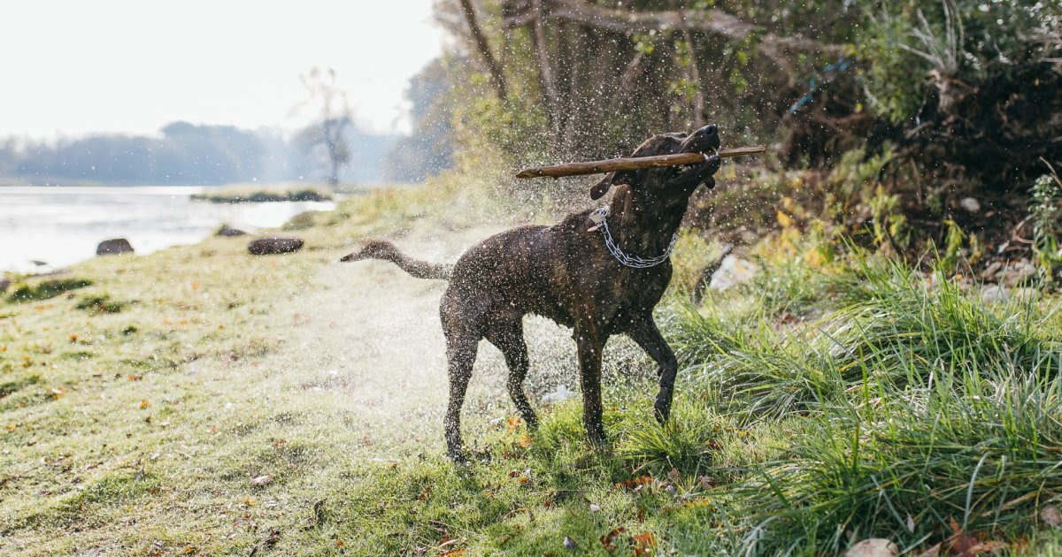 How do prong collars work? Canine Body Balance