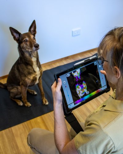 Webinar: Thermal Imaging in Canine Osteopathy