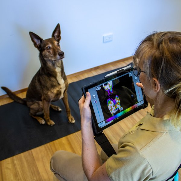 Webinar: Thermal Imaging in Canine Osteopathy